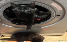 British Shorthair cats for sale: 2 older black kittens (one 9 months, one 7 months) - Image 1