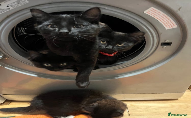 British Shorthair cats for sale - Advert 1