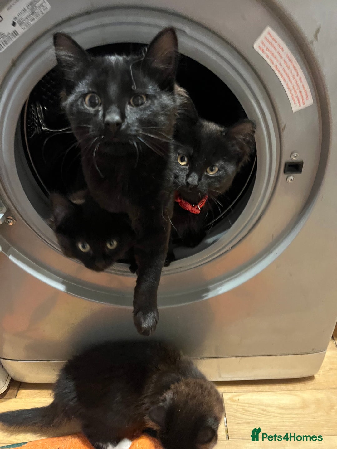 British Shorthair cats for sale: 2 older black kittens (one 9 months, one 7 months) - Image 1