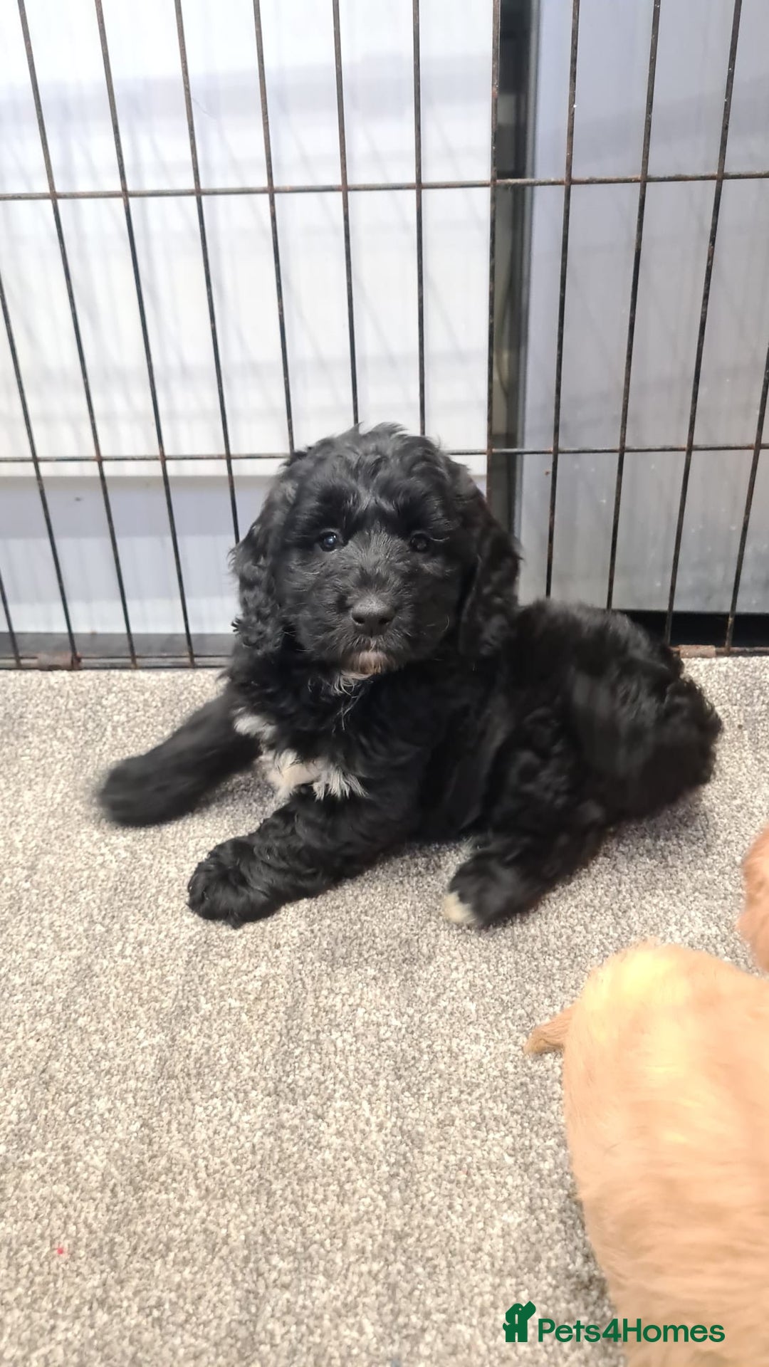 Cockapoo dogs for sale: Cockerpoo - Image 12