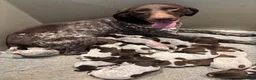 German Shorthaired Pointer dogs for sale: Adorable German Shorthaired Pointer Puppies  - Advert 1