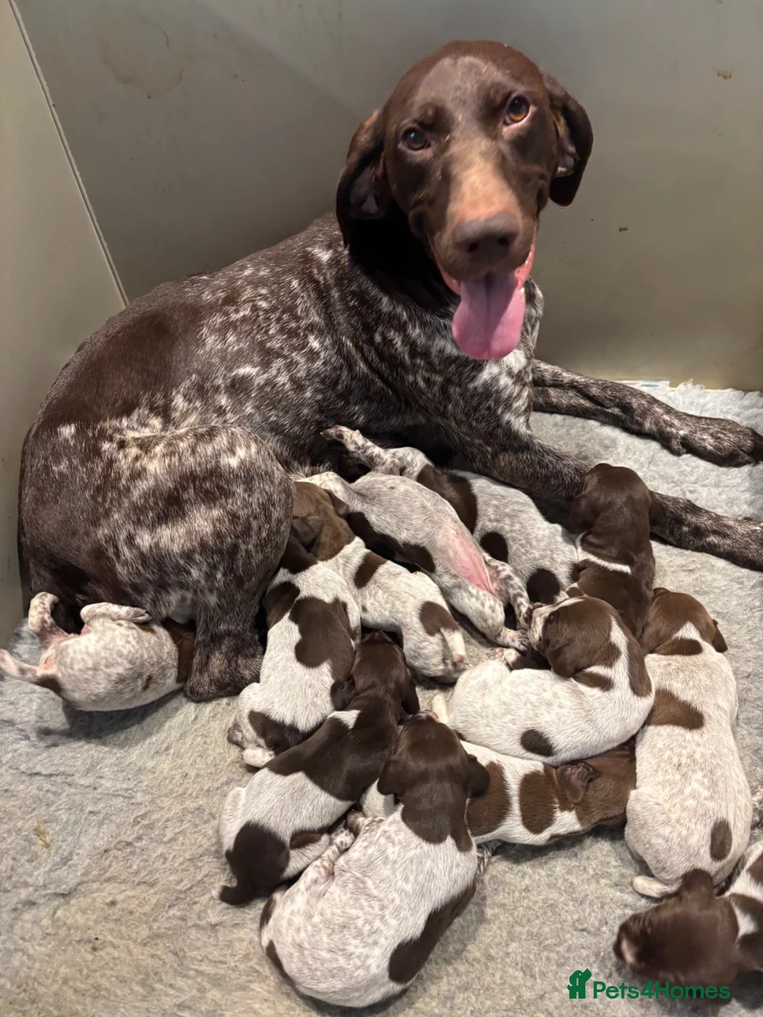 German Shorthaired Pointer dogs for sale: Adorable German Shorthaired Pointer Puppies  - Advert 1