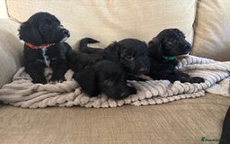 Goldendoodle dogs for sale: 12 Stunning Goldendoodles - Image 18