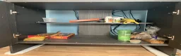 Leopard Gecko reptiles for sale: Leopard Gecko with vivarium and full set up in Milton Keynes - Advert 7