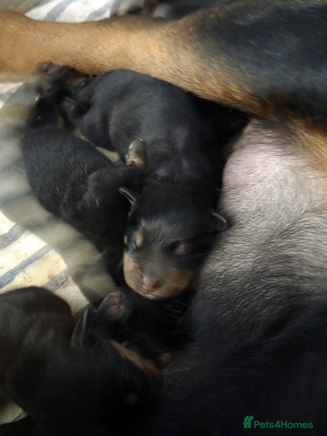 Rottweiler dogs for sale: Beautiful chunky Rottweiler puppies  - Advert 3