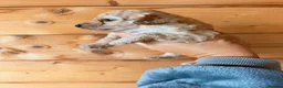 Poochon dogs for sale: Beautiful puppies  - Advert 7