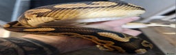 Python Snake reptiles for sale: Ball python, Black pastel (paradox)  - Advert 7