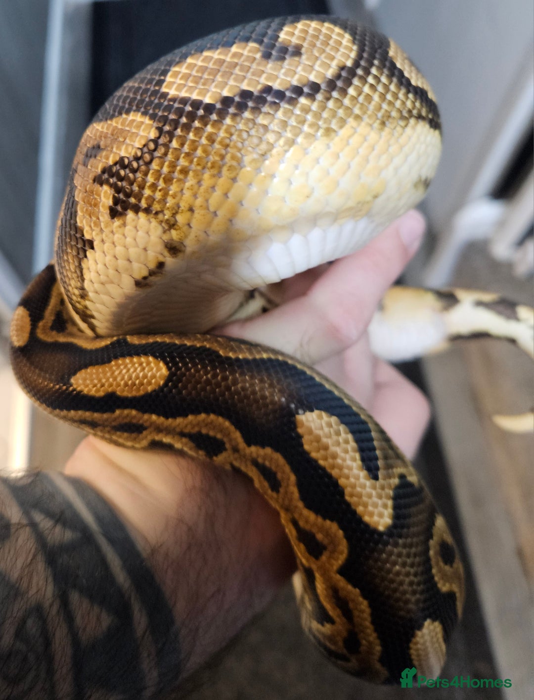 Python Snake reptiles for sale: Ball python, Black pastel (paradox)  - Advert 7