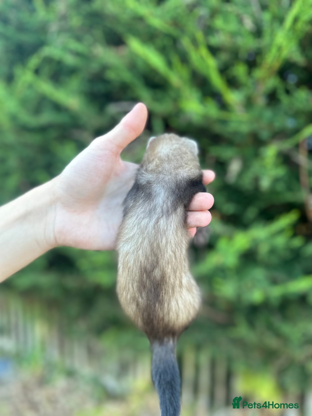 Ferret rodents for sale: solid black cross polecat kits  - Image 14