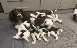 English Springer Spaniel dogs for sale: Gorgeous English Springer spaniel puppies - Image 6