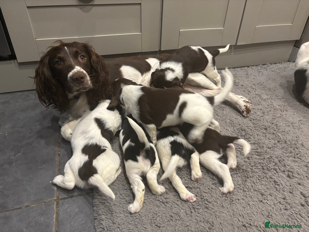 English Springer Spaniel dogs for sale: Gorgeous English Springer spaniel puppies - Image 6