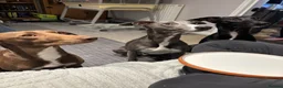 Whippet dogs for sale: Two male whippet puppies  - Advert 14