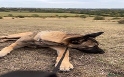 Belgian Shepherd Dog dogs for sale: Stunning Belgium Shepard bitch 7month  in Wallsend - Image 8