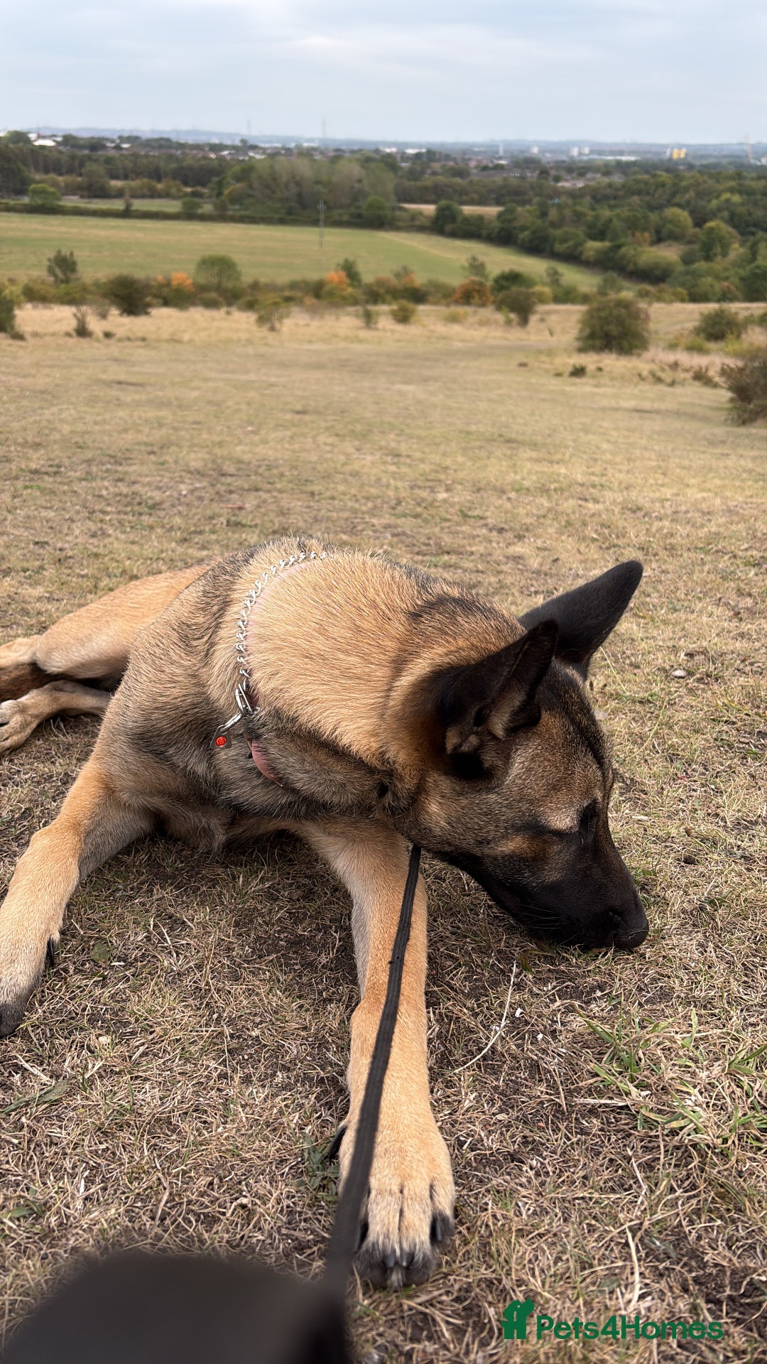 Belgian Shepherd Dog dogs for sale: Stunning Belgium Shepard bitch 7month  in Wallsend - Image 8