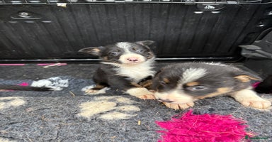 Border Collie dogs - Advert 2