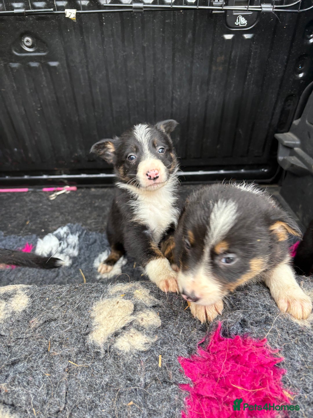 Border Collie dogs for sale: Wonderful black/white/tri border collie puppies  - Image 6