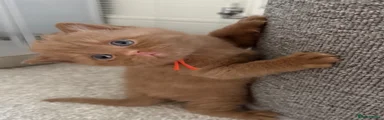 Cinnamon Boy - orange Collar 