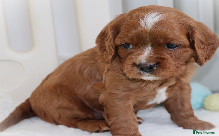 Cavalier King Charles Spaniel dogs - Advert 11