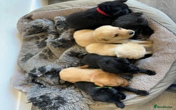 Labrador Retriever dogs for sale: Health tested kc reg puppies  - Image 13