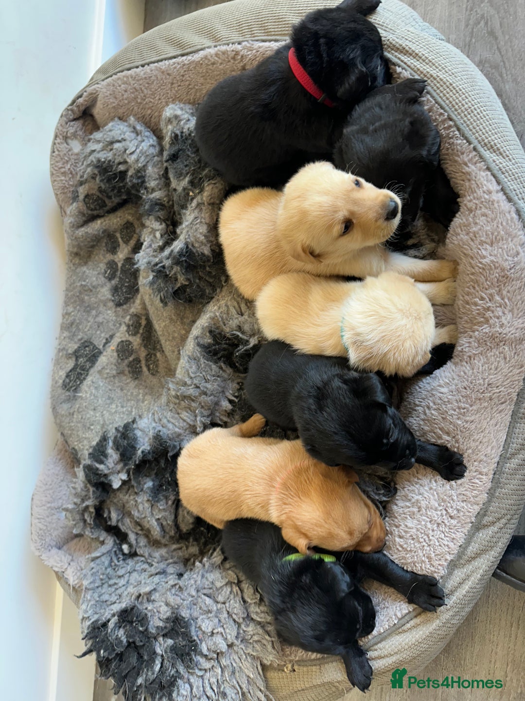 Labrador Retriever dogs for sale: Health tested kc reg puppies  - Image 13