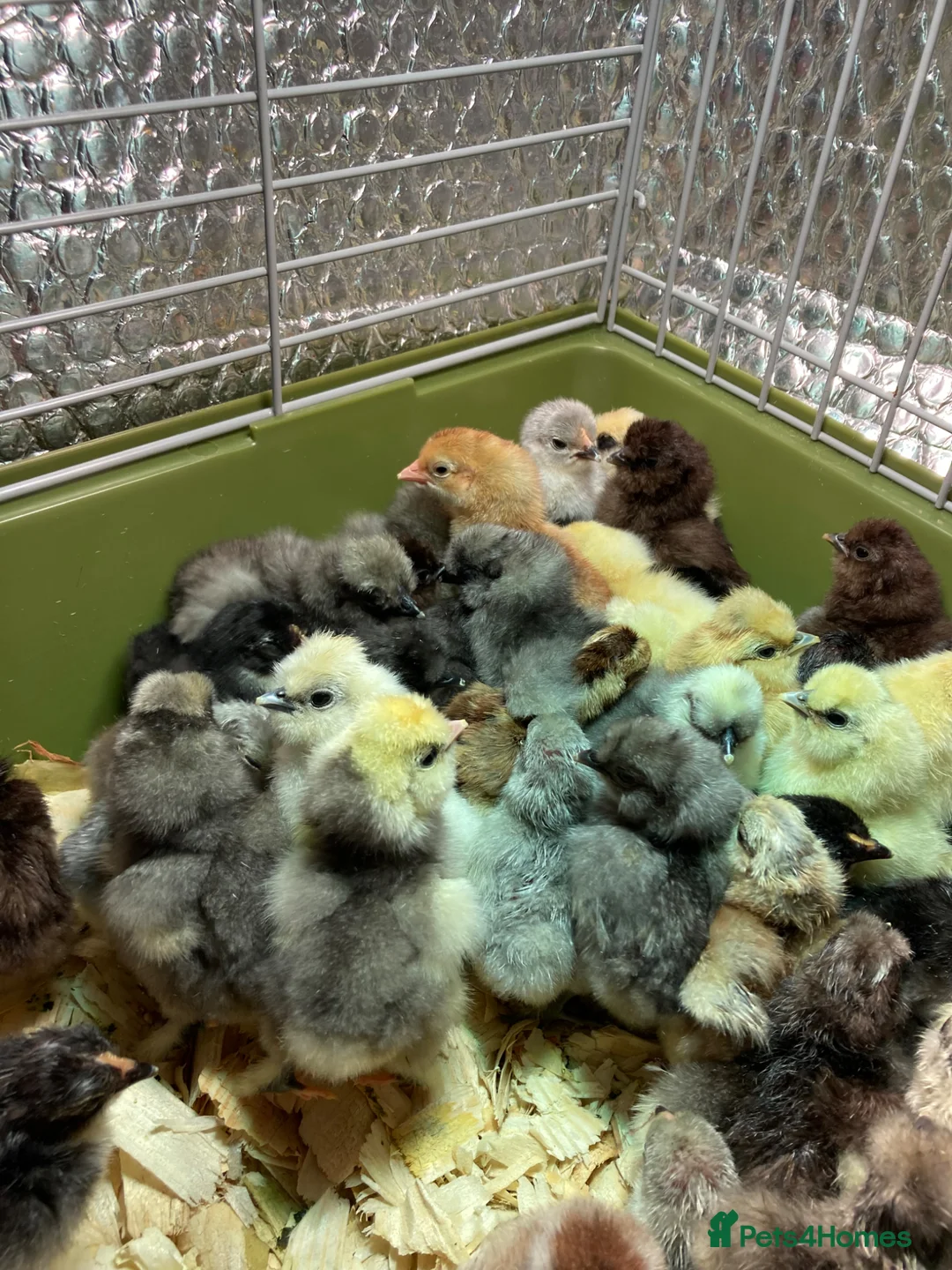 Chickens poultry for sale: Silkie bantam chicks mixed colour hatched 11/05/26 - Advert 5