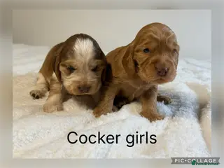 Cocker Spaniel dogs Stunning Show Cocker Spaniels - Advert 5