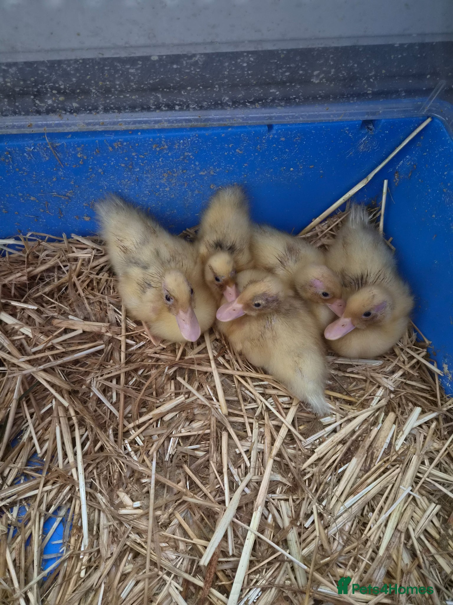 Ducks poultry for sale: 5 call ducklings for sale £30 each  in Manchester - Advert 1