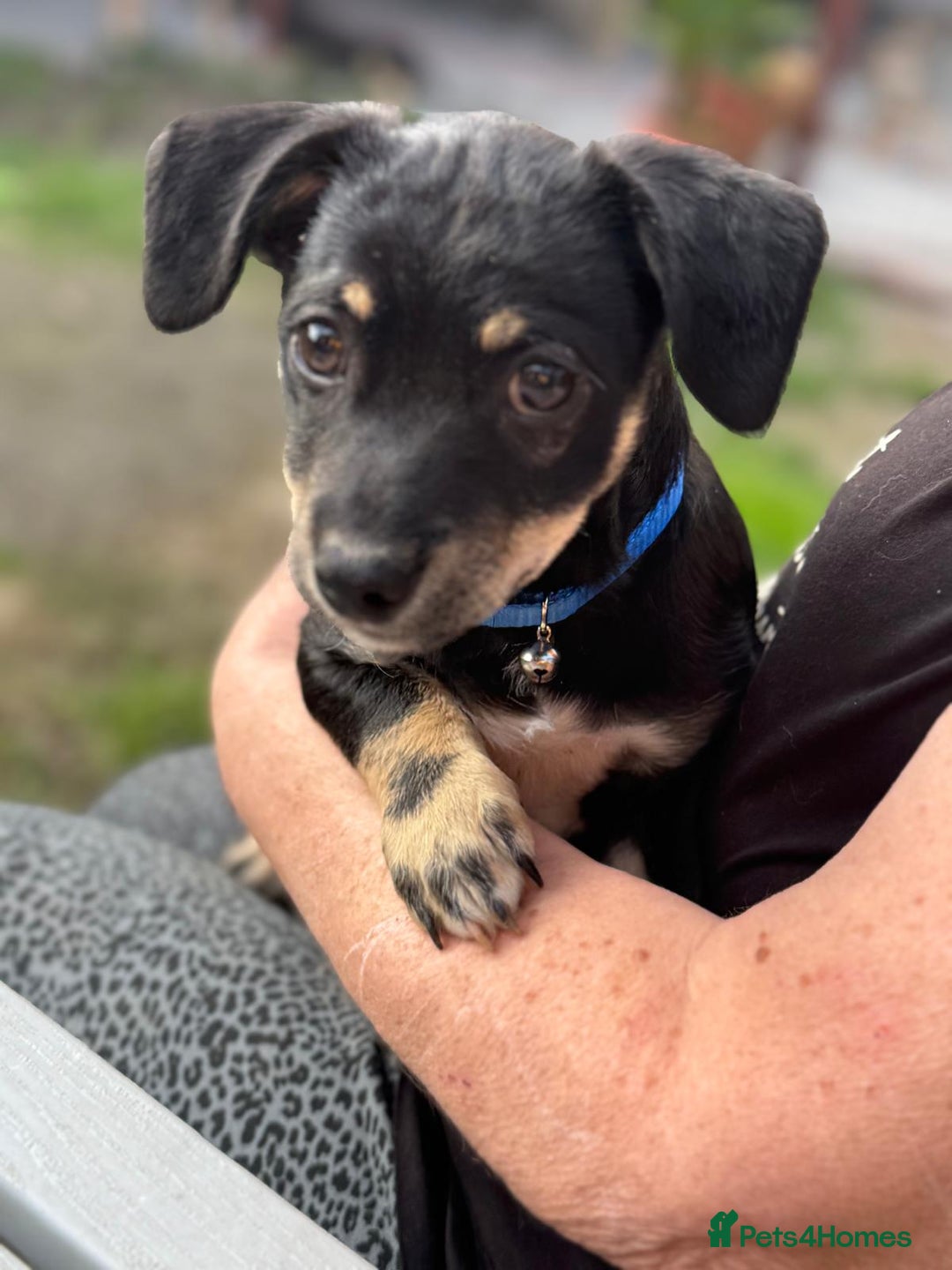 Mixed Breed dogs for adoption: OBI - a Lovely little puppy boy for a Loving Home - Image 2