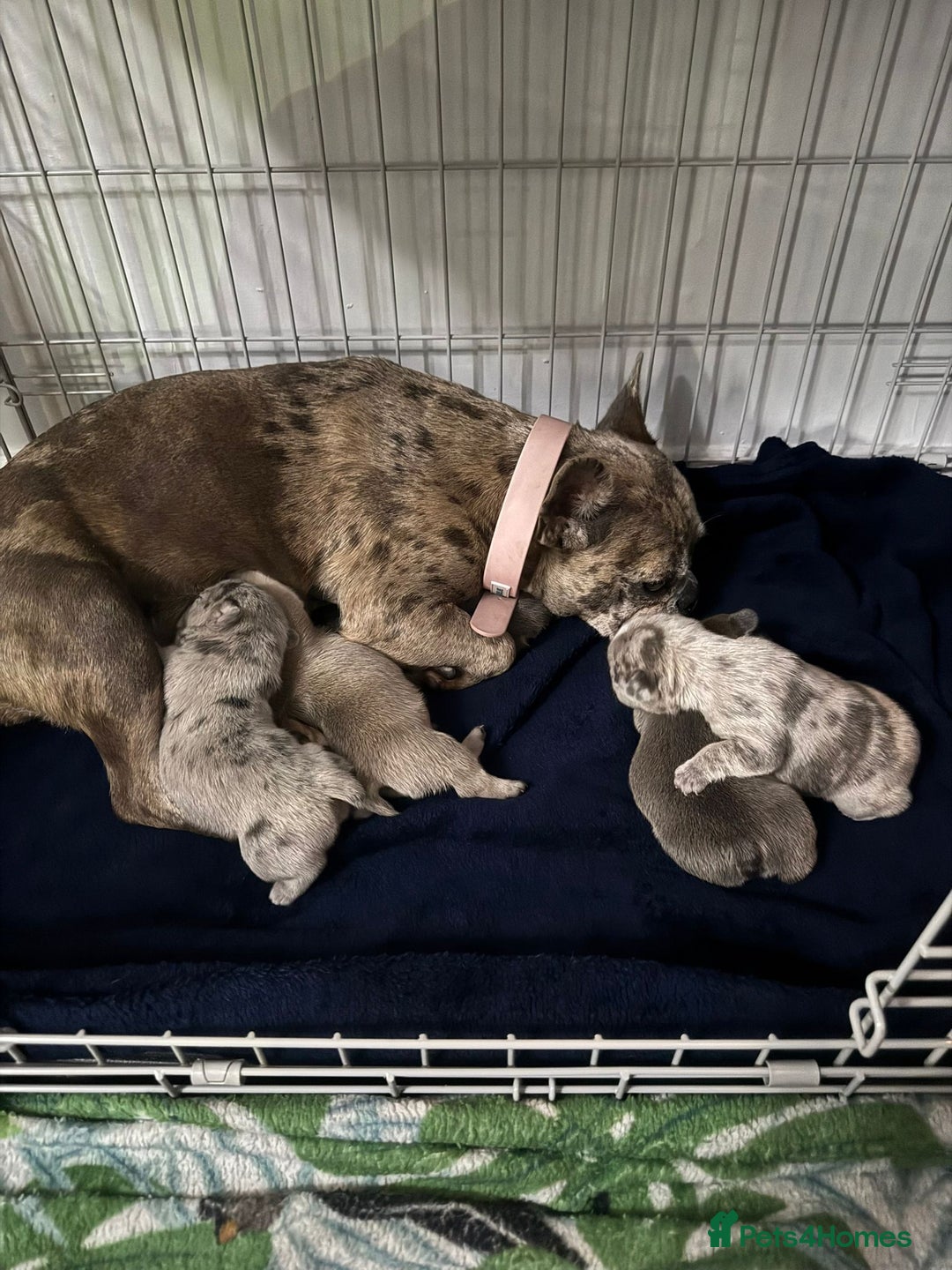 French Bulldog dogs for sale: Danny  - Image 6