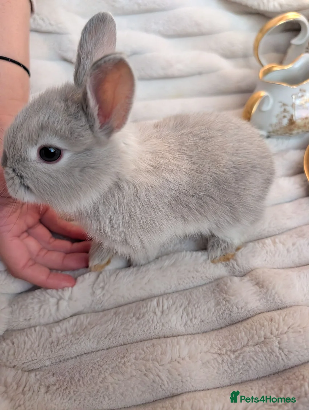 Netherland Dwarf rabbits for sale: 🐰 Netherland Dwarf Rabbits for Sale 🐰 - Advert 2