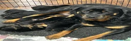 Rottweiler dogs for sale: Stunning puppies ready now  - Advert 7