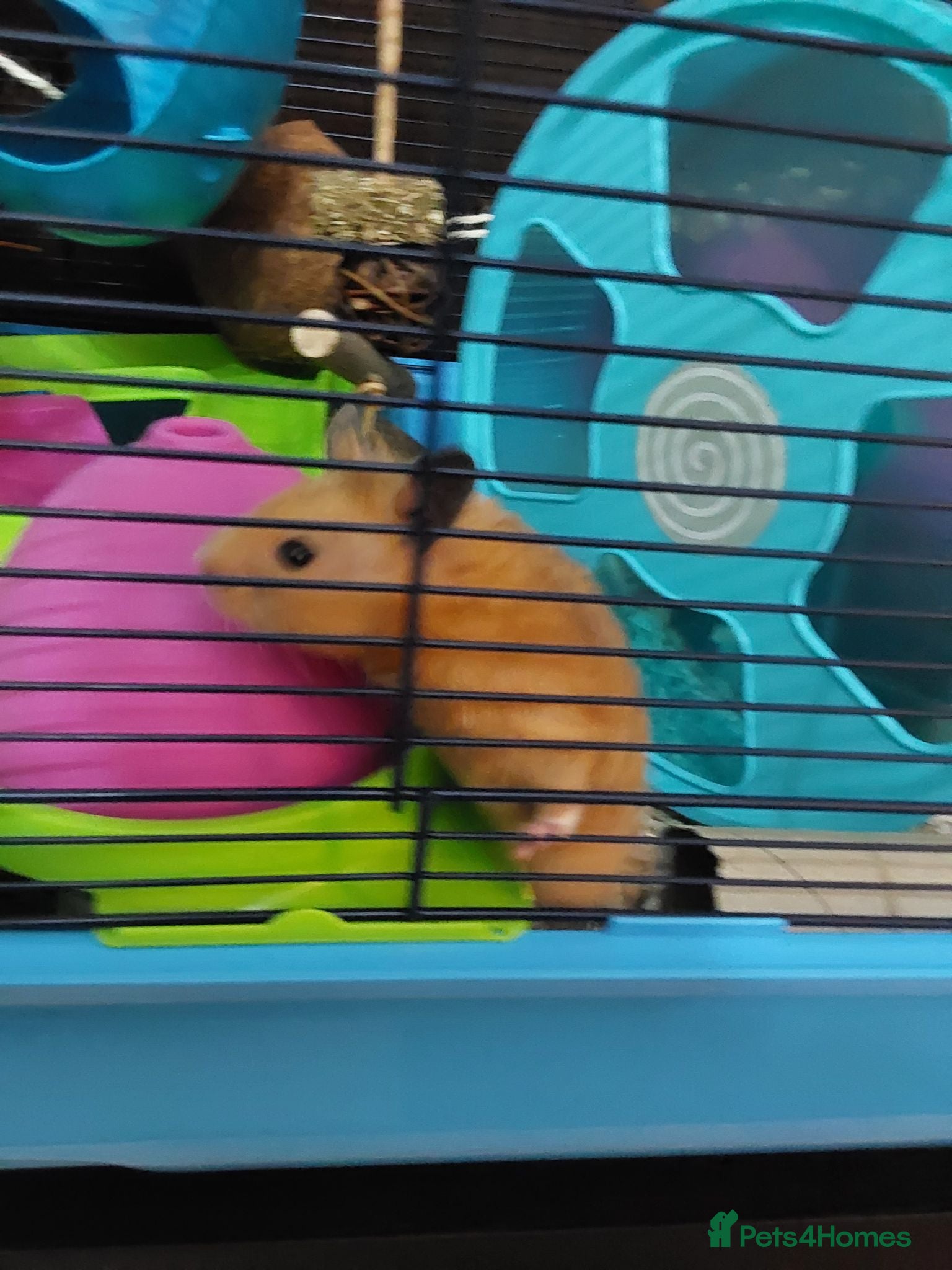 Hamster rodents BUDDY THE SYRIAN HAMSTER  - Advert 1