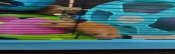Hamster rodents for sale: BUDDY THE SYRIAN HAMSTER  in Cambridge - Advert 1