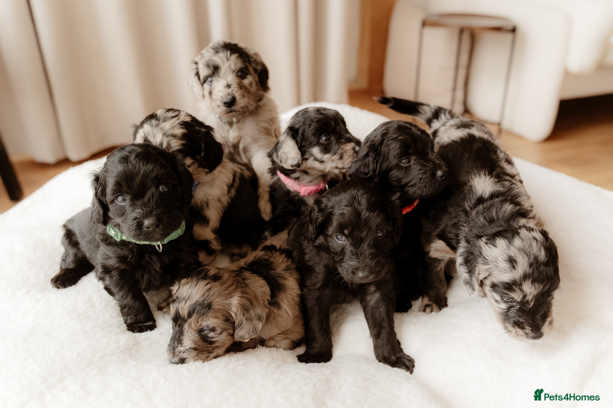 Mixed Breed dogs Beautiful Huntadoodles - Advert 2