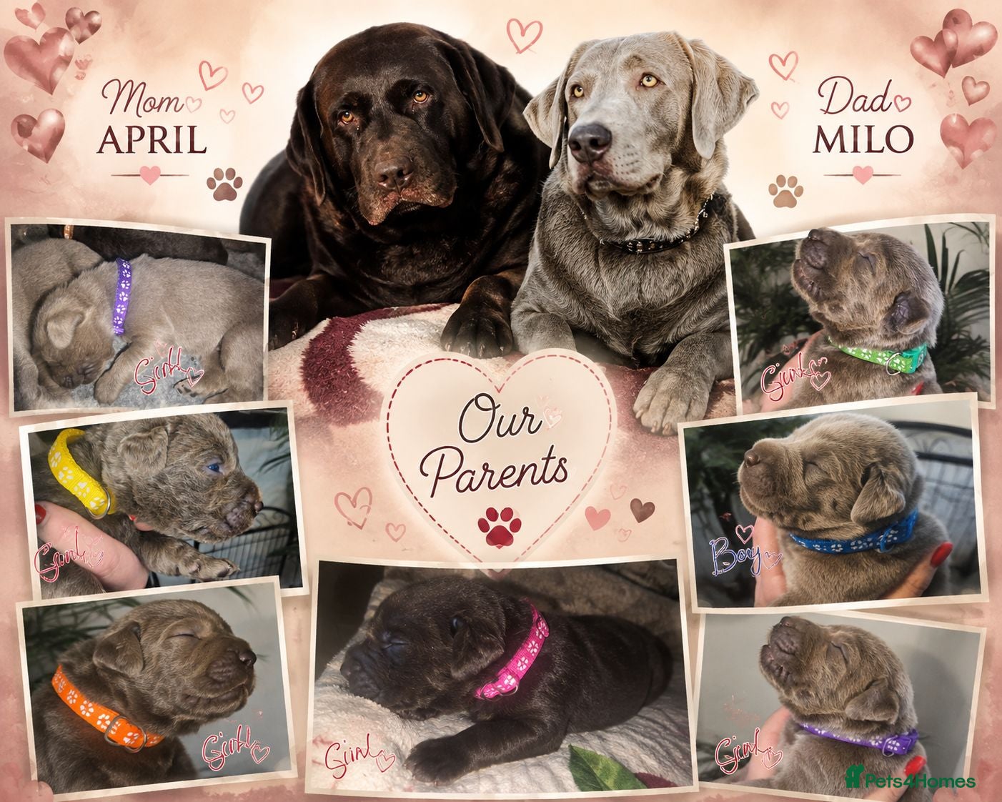 Labrador Retriever dogs ️Beautiful Labrador Retriever Puppies Silver/Choco - Advert 1