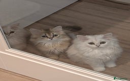 British Longhair cats for sale: TICA REGISTERED British longhair champion breed - Image 5