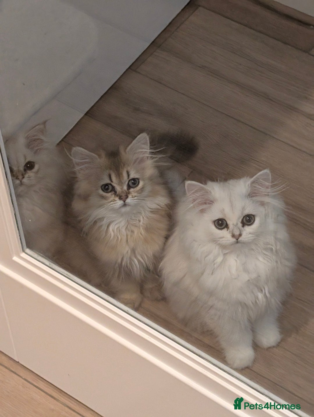 British Longhair cats for sale: TICA REGISTERED British longhair champion breed - Image 5