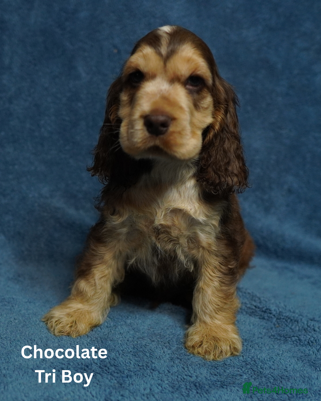 Cocker Spaniel dogs for sale: DNA Tested parents, Quality, Show Type puppies - Advert 4