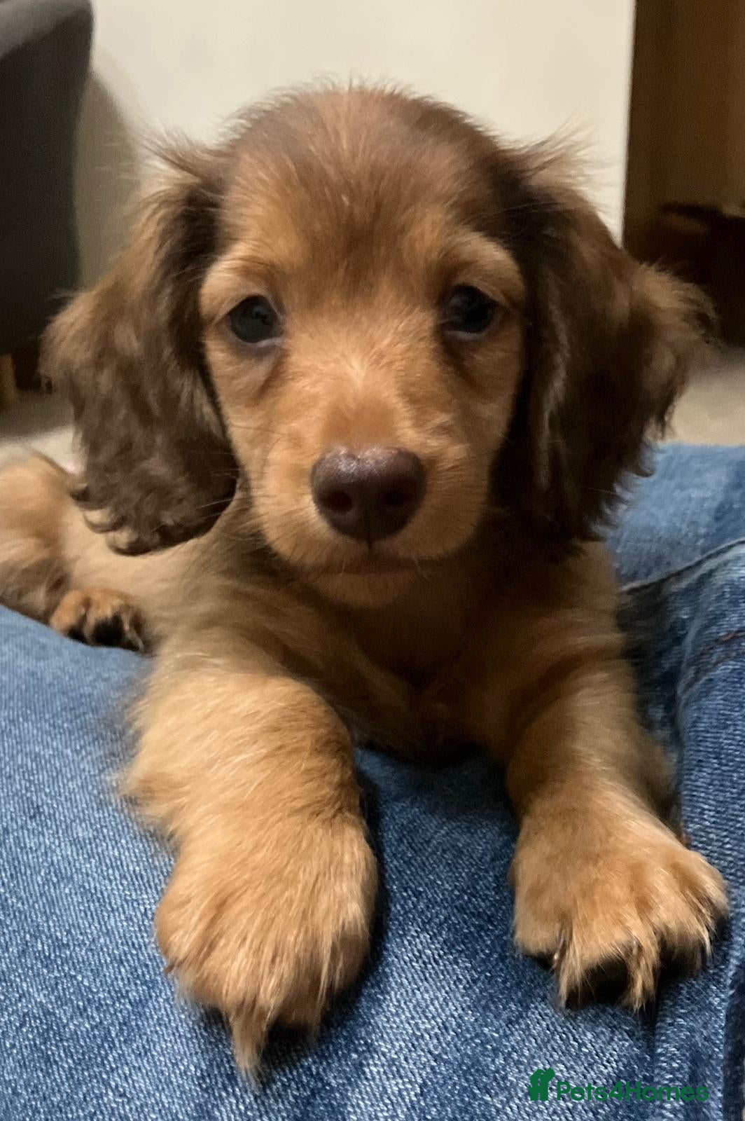 Miniature Dachshund dogs Shaded Boy Champion Long hair mini dachshund  - Advert 2