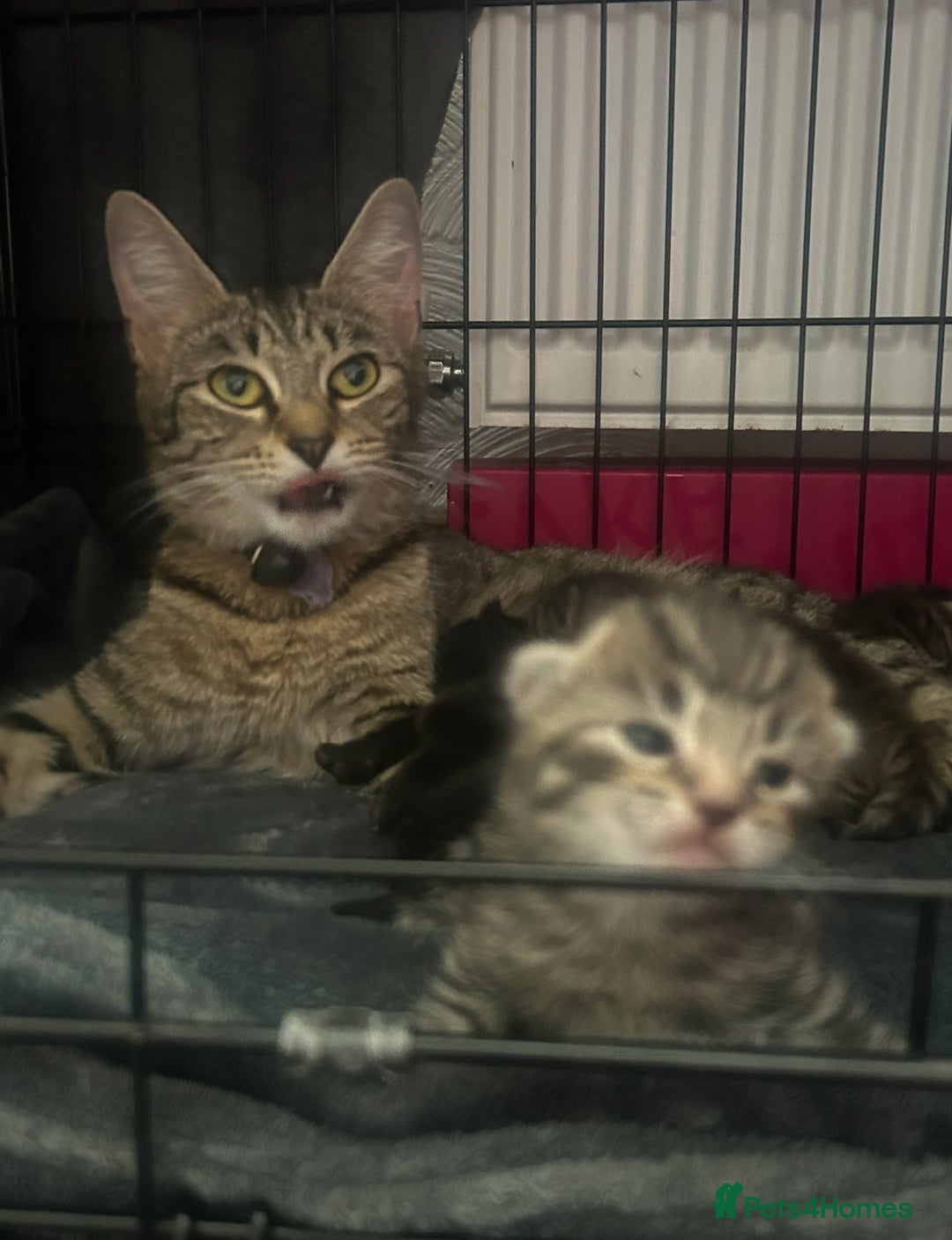 Mixed Breed cats for sale: Black tabby and tabby kittens  - Image 4