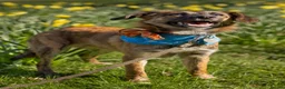 Mixed Breed dogs for sale: 🐾 Tigra: Gentle, & Searching for a loving Home - Advert 4