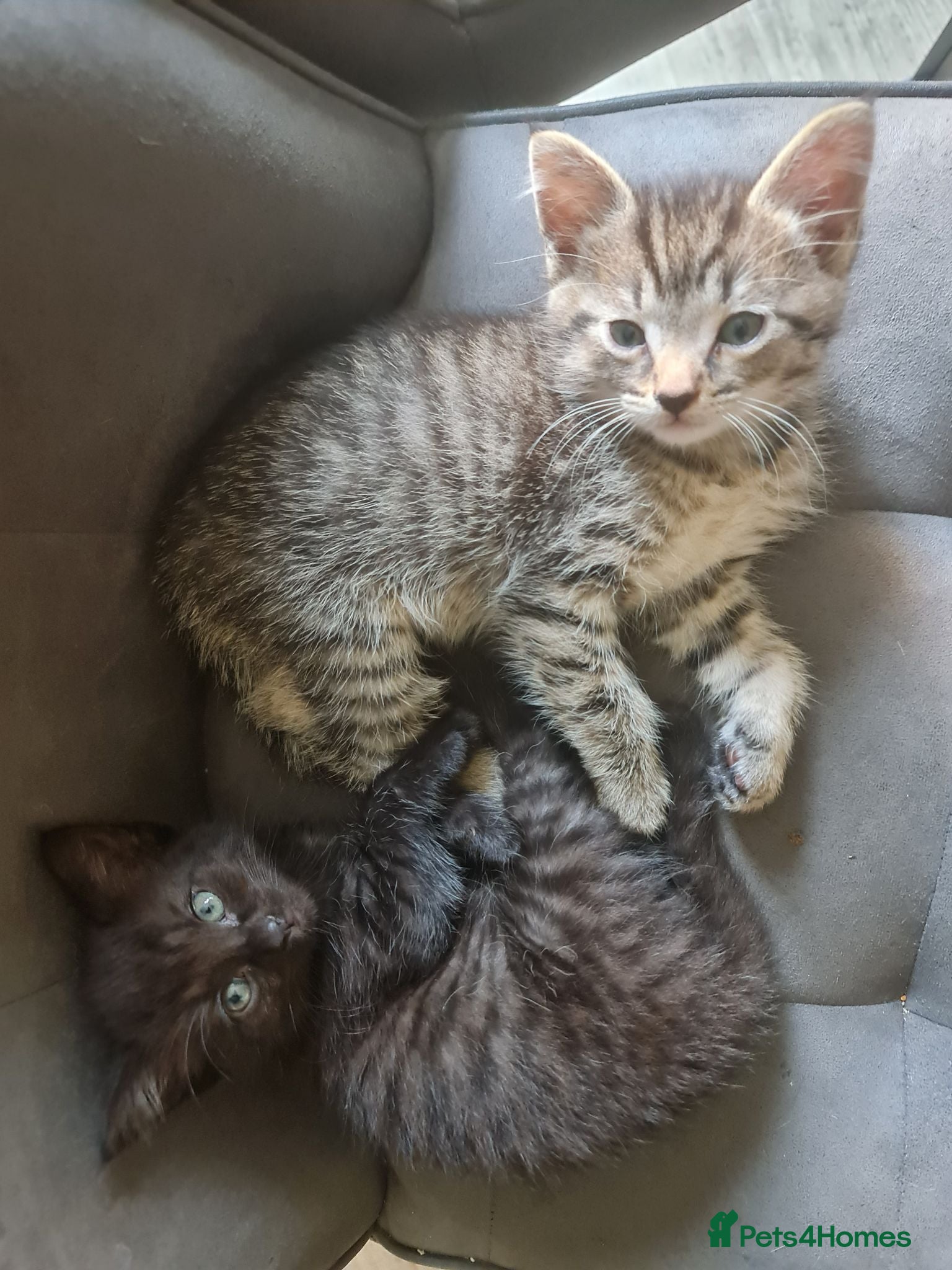 British Shorthair cats Kitten for rehome - Advert 15
