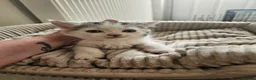 Mixed Breed cats for sale: Beautiful kittens for sale  - Advert 4