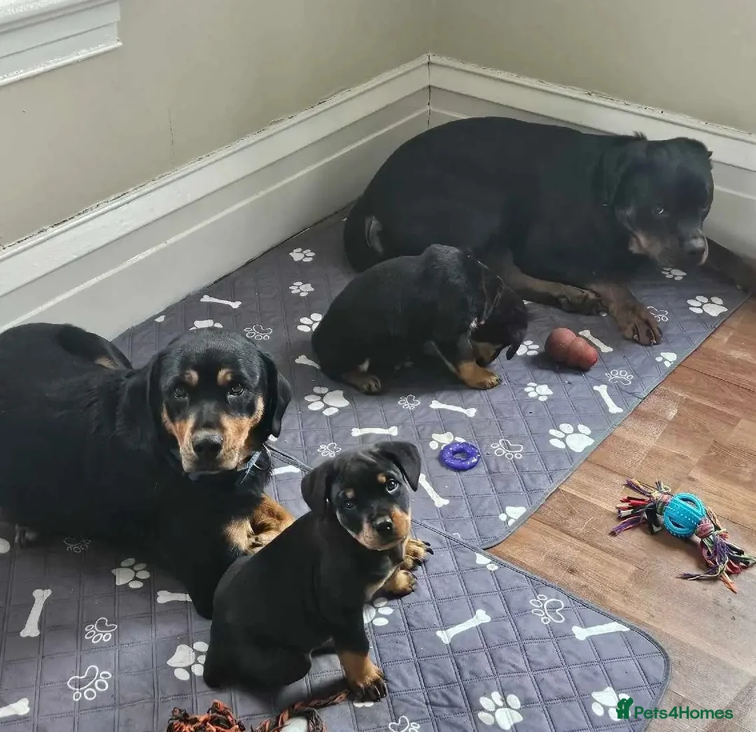 Rottweiler dogs for sale: Fantastic super raised Rottweiler pups in Daventry - Advert 5