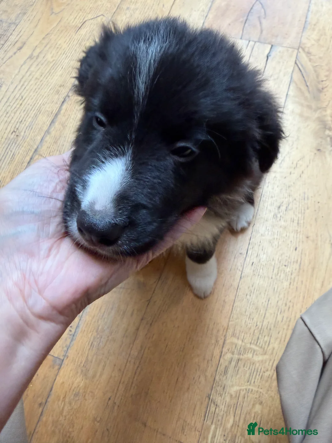 Border Collie dogs for sale: Border Collie puppies for sale - Advert 8