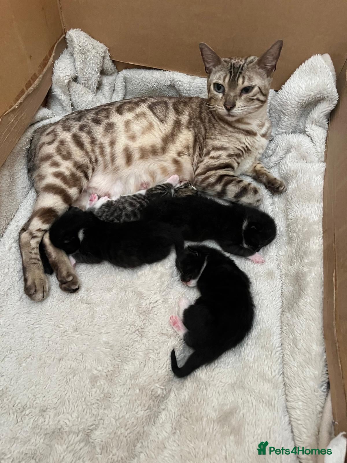 Mixed Breed cats Beautiful bengal cross kittens - Advert 4