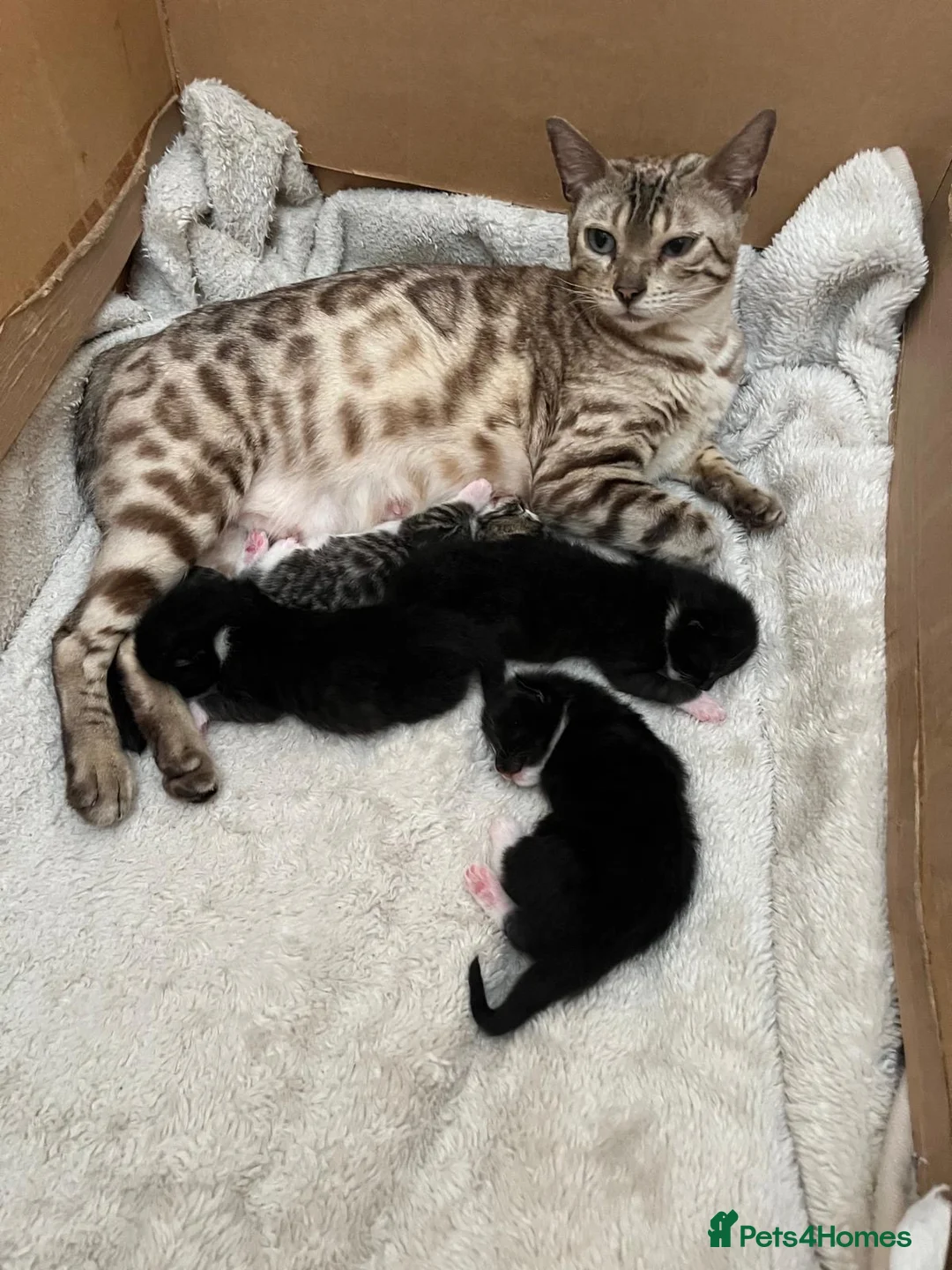 Mixed Breed cats for sale: Beautiful bengal cross kittens - Advert 1