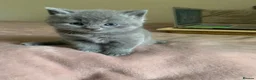British Shorthair cats for sale: PURE BRITISH SHORTHAIR KITTENS in Bradford-on-Avon - Advert 8