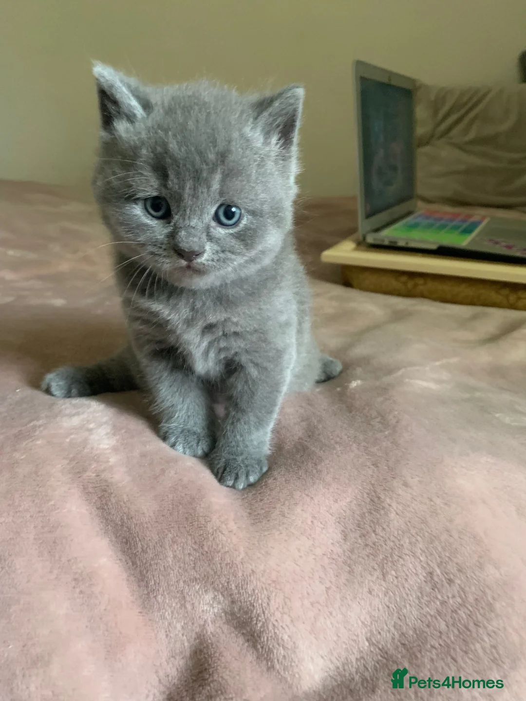 British Shorthair cats for sale: ADORABLE BRITISH SHORTHAIR KITTENS - Advert 25
