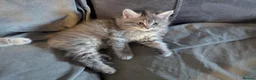 Ragcoon cats for sale: Ragdoll X Maine coon (ragcoon) in Dundee - Advert 17